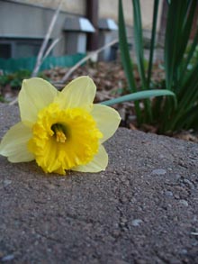 A daffodil in a spring garden