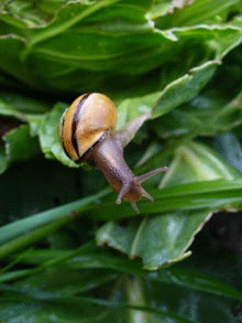 Snail in a Co-op Garden